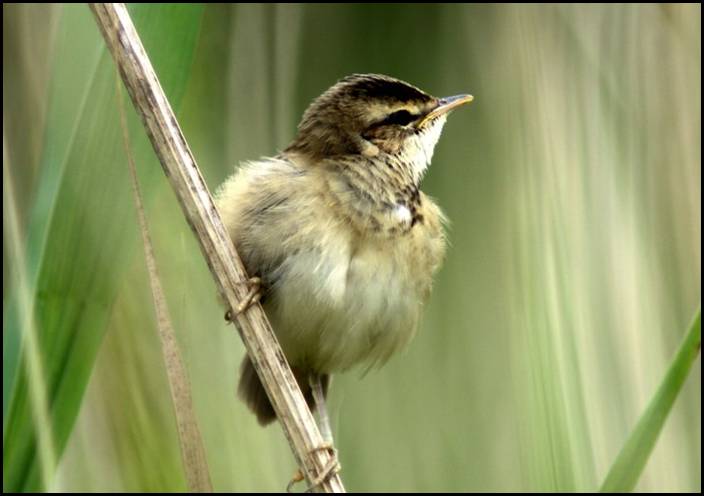 Phragmite des joncs, Lauwersmeer