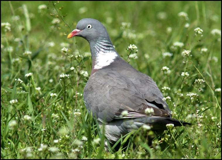 Pigeon ramier, Danemark