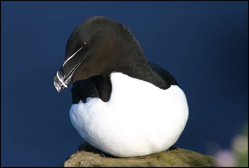 Pingouin torda, Latrabjarg