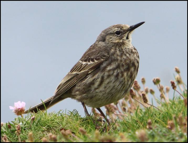 Pipit spioncelle, Marwick Head