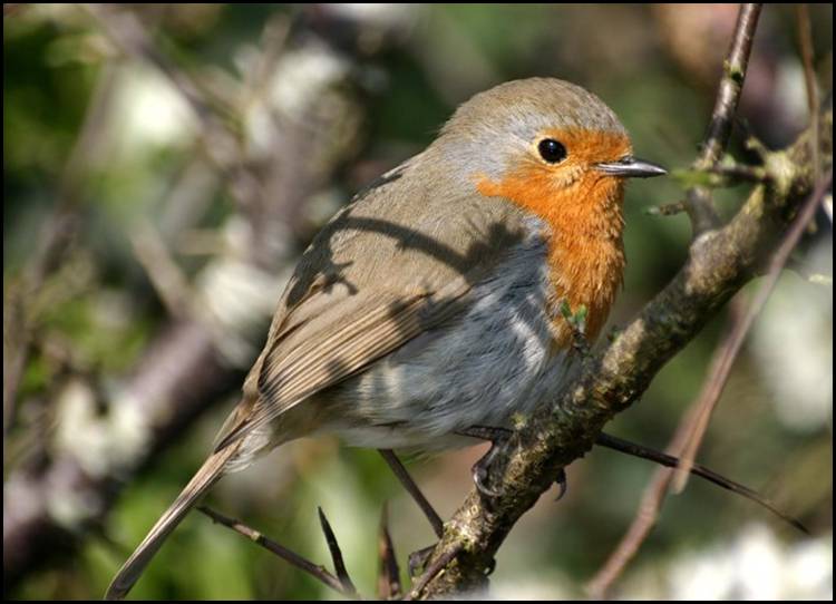 Rouge-gorge familier, Pays de Galles