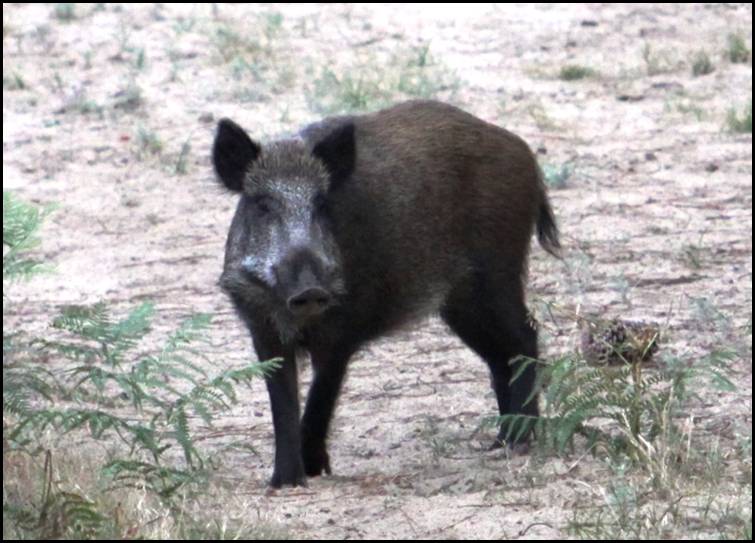 Sanglier, La Tremblade