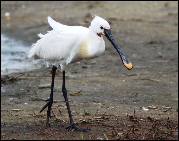 Spatule blanche, Texel (NL)