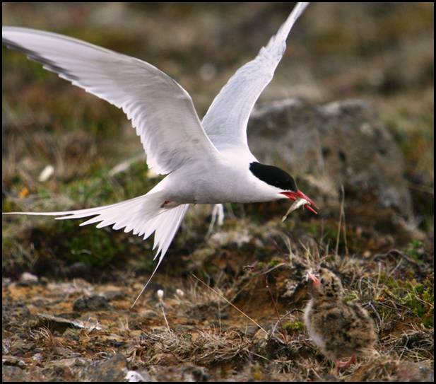 Sterne arctique, Islande