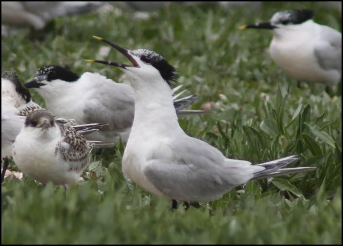 Sterne caugek, Texel