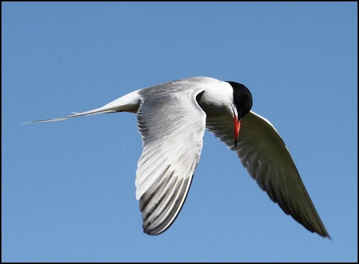 Sterne pierregarin, Delta de l'Ebre