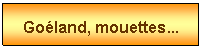 Zone de Texte: Goland, mouettes...