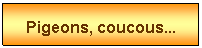 Zone de Texte: Pigeons, coucous...