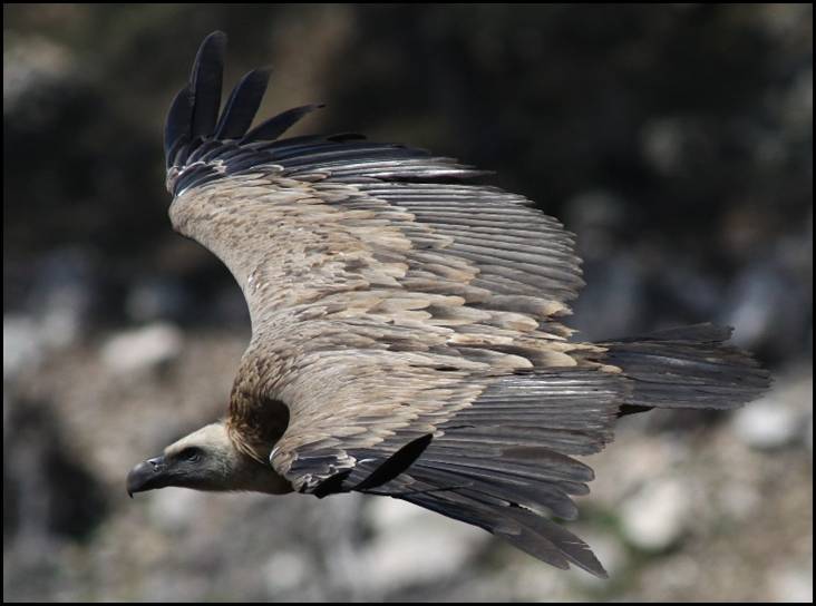 Vautour fauve, Monfrage